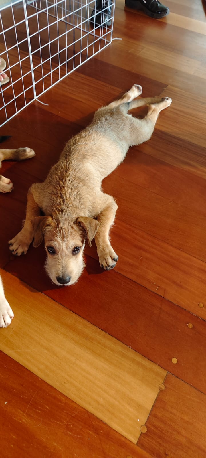 Cachorro abandonado delgado y triste necesitando ración y medicina veterinaria
